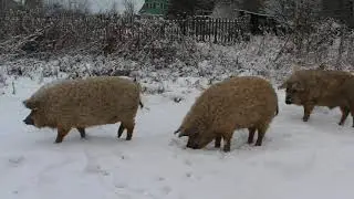 Каникулы в Тимошкино. С новым годом!