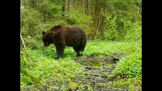 bears in the Belarusian forest 2024