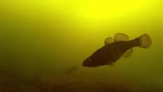 Подводное видео ловли на чертик.  Безмотыльная снасть.  Ротан