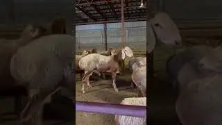 Красивый. Сын Бульдозера