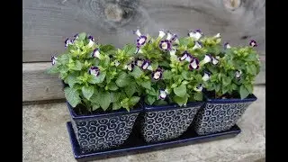 TORENIA. REVIEW OF TORENIA SEEDLINGS. 2020