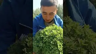 +998770086100 XIRIZANTIMA GULLAR SOTUVDA ZAKAS OLISHNI BOSHLADIK SONLAR CHEKLANGAN