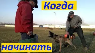274. At what age should a dog be trained to guard? How and when to start training a dog to guard