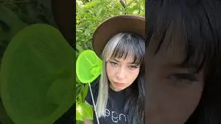 Looking for Flamingosnax 