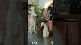 #Short, #LosGalgos, #BarNotable, #BsAs, #argentina #arte