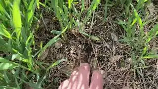 Озимая рожь по без вспашки