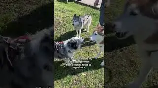 Hes so passionate #funnydog #huskies #dogmom #huskytalking