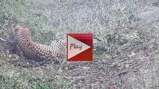 when leopard comes in village || when panther comes in public || Leopard enters uttarakhand village