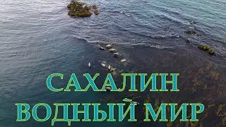 Водный мир Сахалина. Нерпы (ларги).