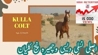 Golden Horse Baby | Kulla kakka Wachera | Desi Horse For Sale in Pakistan | Malik Farm