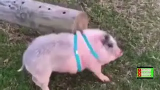 Video de animais e aves
