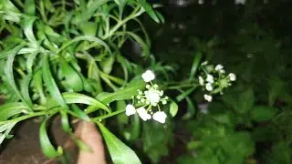 Алиссум Сноу Принцесс. Как сохранить?