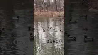 WHEN THE LADY CALLS ALL THE DUCKS TO THE POND