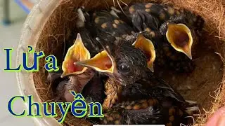 Cặp lửa chuyển trống mái (cha :26,5 )(mẹ :14,7) ae giao lưu sdt trong video.