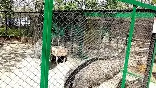 Поездка в Зоопарк г. Николаев. 2019. Павлин раскрыл хвост.