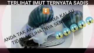 video unik viral