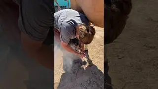 Hot shoeing a horse!