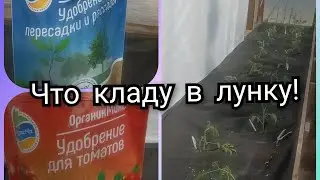Что положить в лунку при посадке томатов?!?🔥🍅
