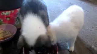 щенок от Веги