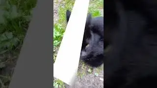 Моя первая анимация.