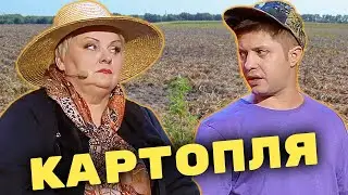 Картопля по-селянськи: як Теща та Зять саджають картоплю на городі?