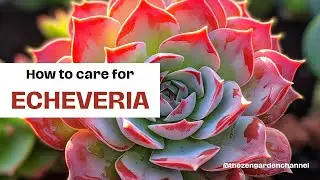 How to care for Echeveria🪴Succulent care