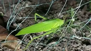 Broadwinged Katydid
