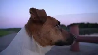 Копринские каникулы Пса