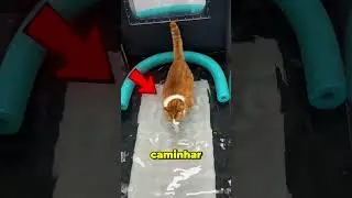 This could save your CAT'S life!
