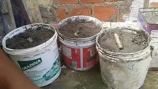 Aprenda como plantar macaxeira em balde (parte 2)