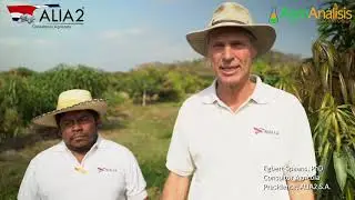 Muestreo mango