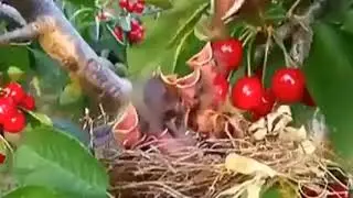 Kicau burung di alam