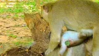 FOUND ON ALE BABY MONKEY HURT SO PITY TAKE HUG BABY ON TREE @NewsBabyMonkey