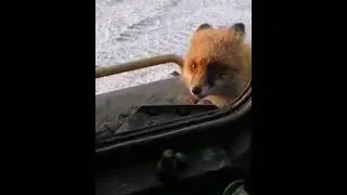 Красивый братец лис #лиса
