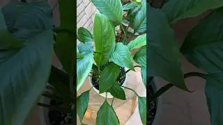 Проверяем корни спатифиллума
