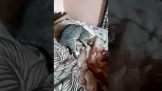 Кот покрыл собаку