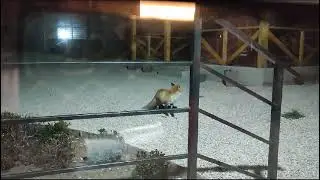 A fox attacks a cat. A fox takes food from a cat.
