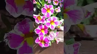 Примула садовая 🌸 Primrose.