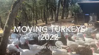 Herding Thanksgiving Turkeys to Grass Foraging Heaven
