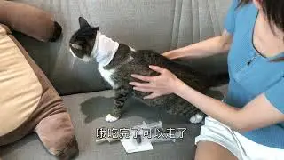 PRINCE CAT HOSPITAL - 食道餵管餵食操作