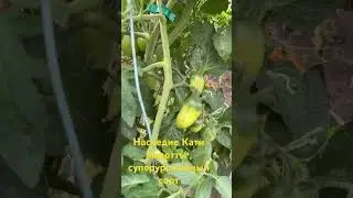 Наследие Кати Мазотти.  суперурожайный сорт помидор