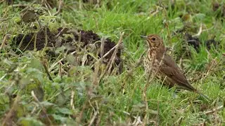 Song Thrush hopping around an active Molehill 🪱