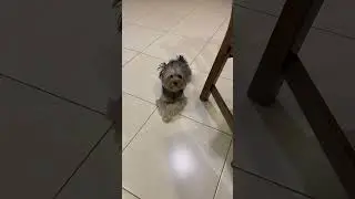 Утренний кофе ☕️ под надзором 😁