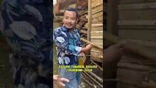 N Level 1 ( Biosaka jilid 2) kohe kambing bau ilang sekejab.Silahkan yang mau meneliti#hanikchannel