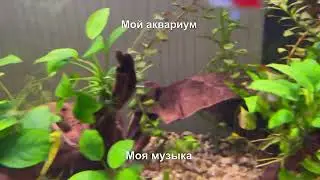 Мой аквариум под мою музыку