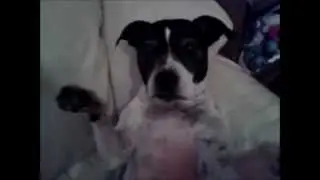 This is how dangerous Staffies are