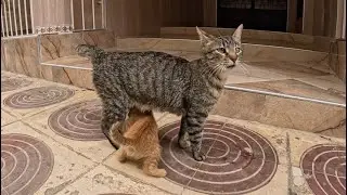 Mama cat tries to talk to her kittens to come to her, but to no avail.
