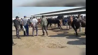 Тараз мал базары/Таразский скотный рынок