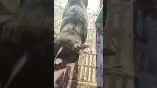Хаски очень любит курочку и зайчика