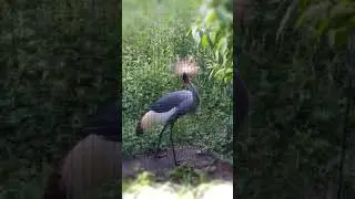 ПТИЦЫ В НАШЕЙ ЖИЗНИ.